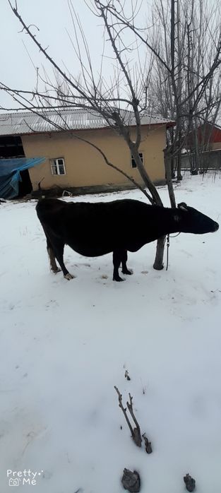 Bugoz 7 oydan oshgan