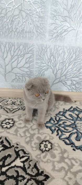 Mushuk sotiladi aqilli