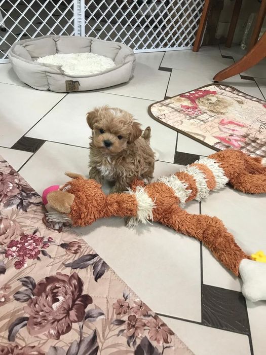 Мальтипу щенки мини.