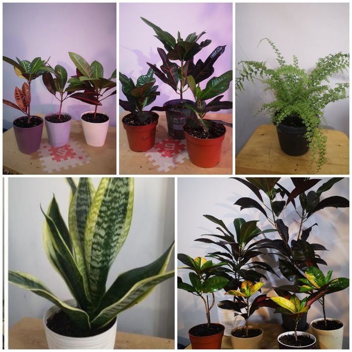 Комнатные растения