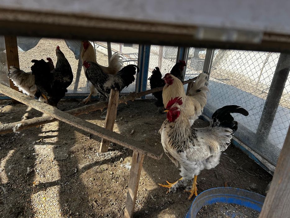 Продается петухи