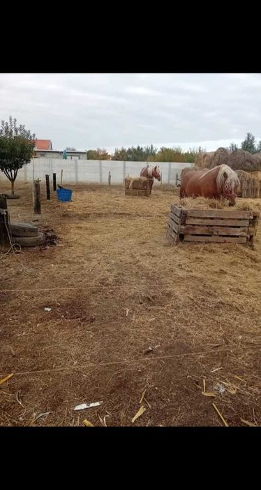 Caii buni de vânzare