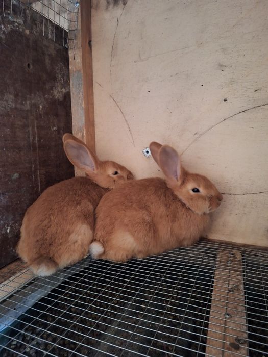 Бургундский кролики