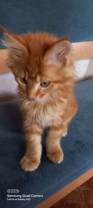 Продам котёнка мейн кун девочка