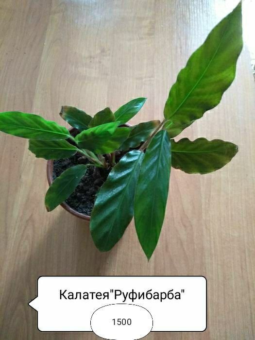 Продам комнатные цветы