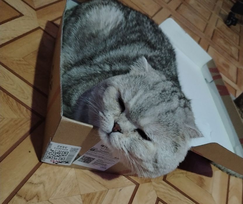 Опытный шотландский кот. Вязка.