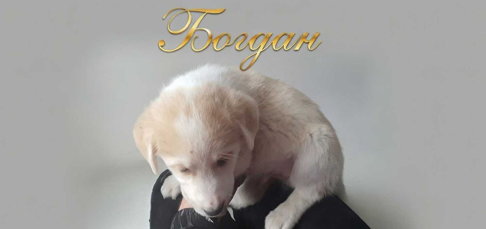 Отдам щенков в хорошие руки.