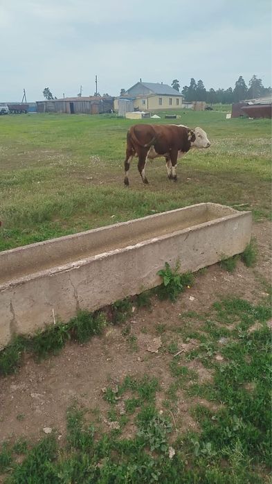 Продается  племенной бык