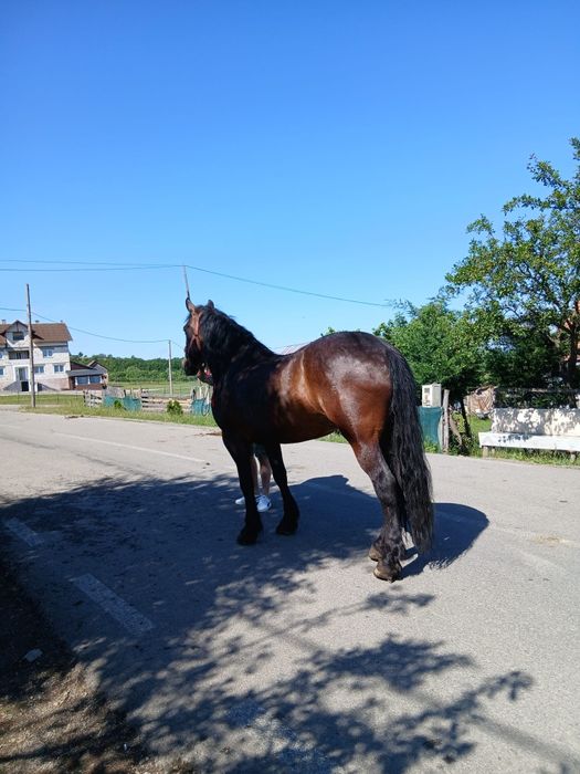 Vand cal de 8 ani