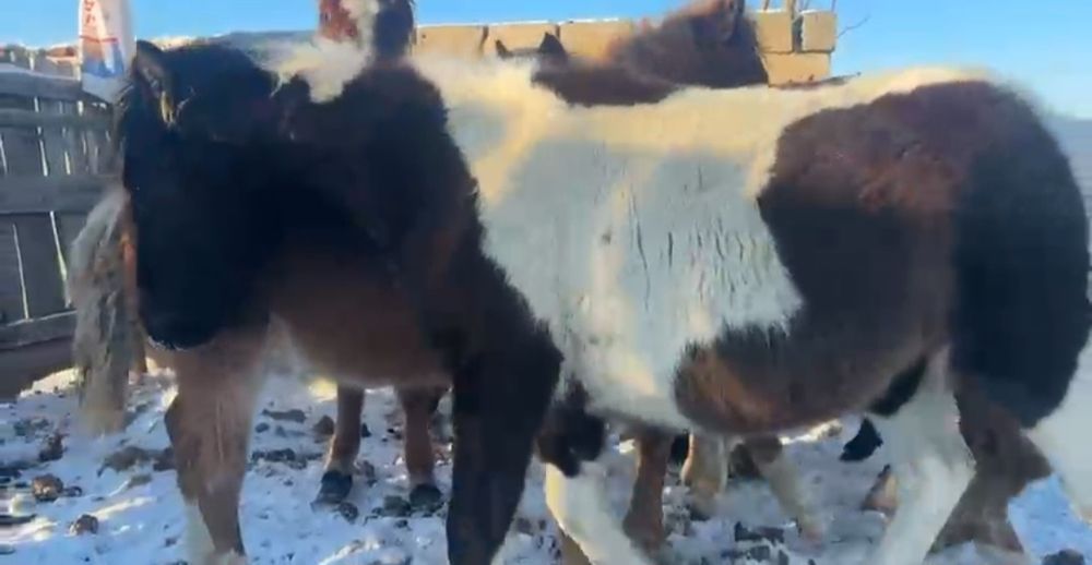 Жеребята 2025г.р