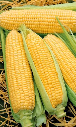 Продам Кукурузу с початком