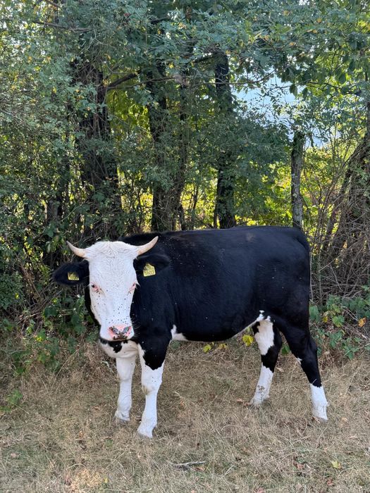 Vand doua juninci si o vaca