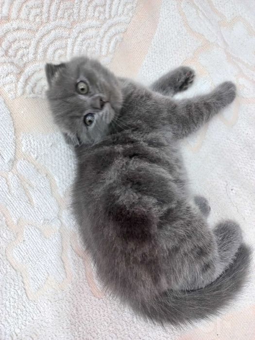 Катенок на прадажу