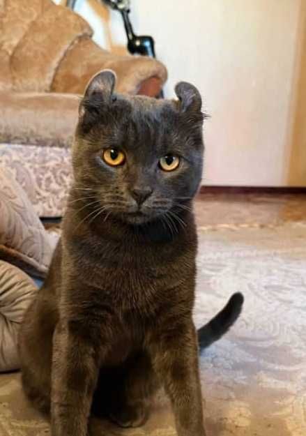 Йахши мушук сотилади