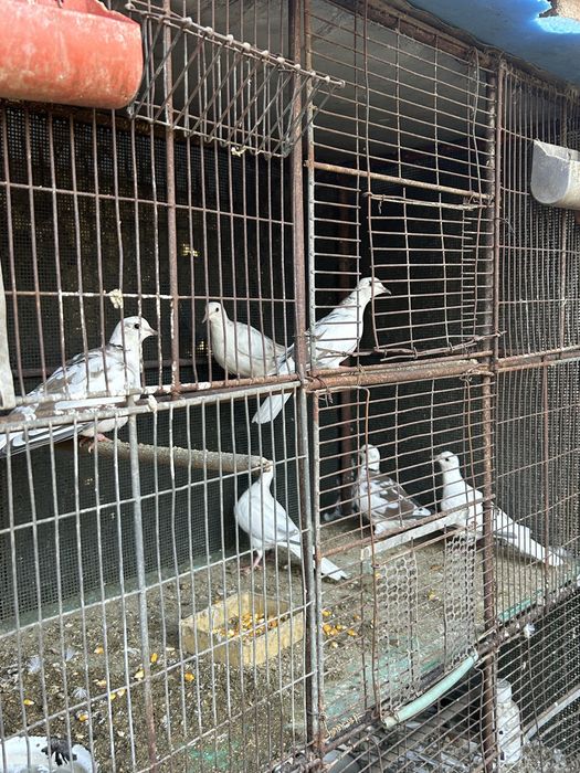 Turturici râzătoare  de vânzare