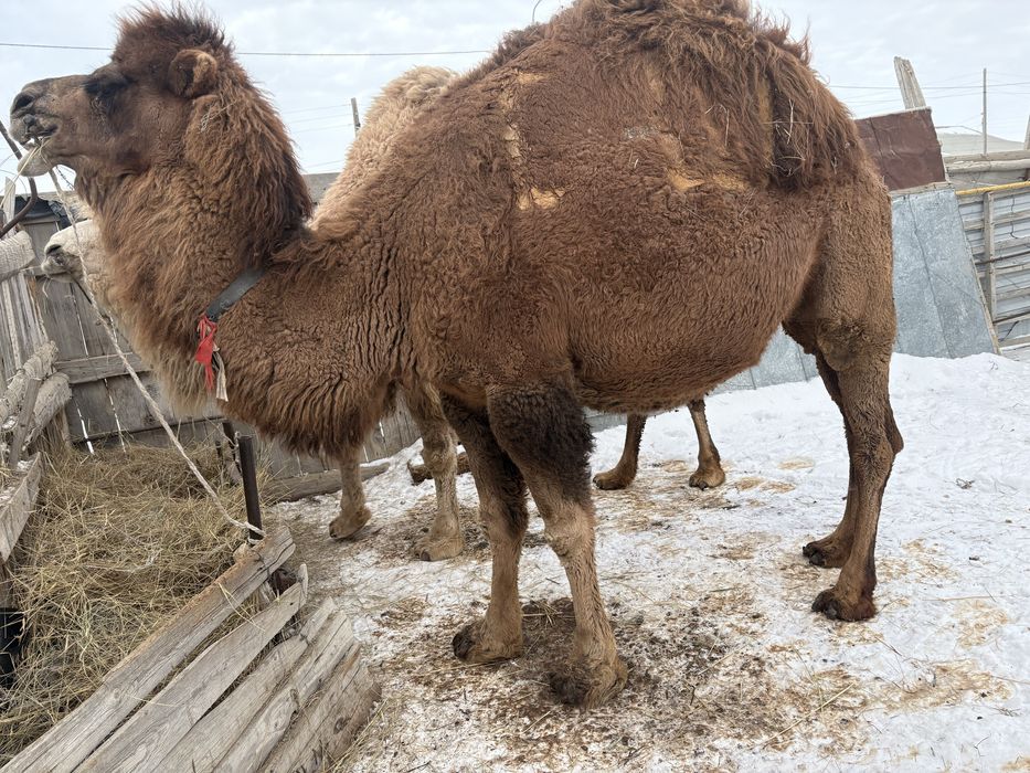 Буаз мая түйе сатылады!