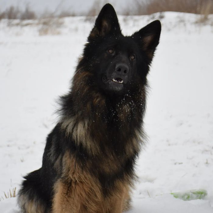 Питомник Немецких овчарок. Щенки. Продам.