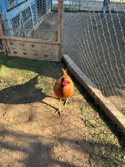 Vând fazani și ouă de fazani.