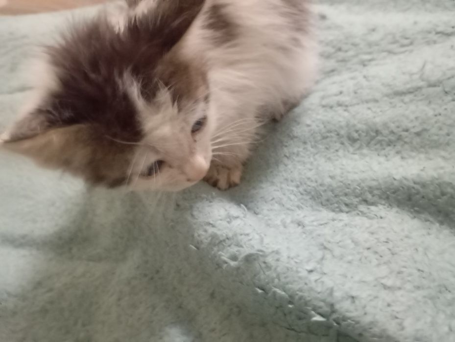 Котик в добрые руки