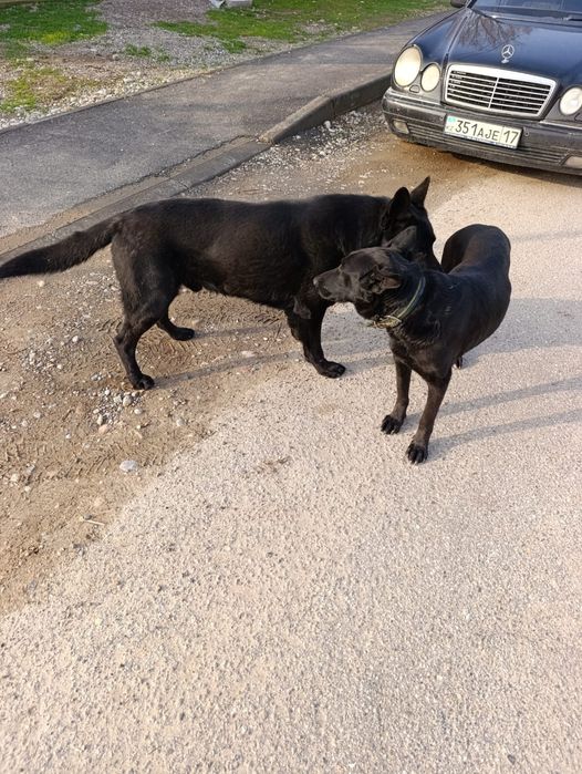 Щенки немецкой овчарки