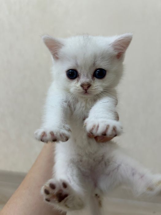 Котята Британские Шиншилы