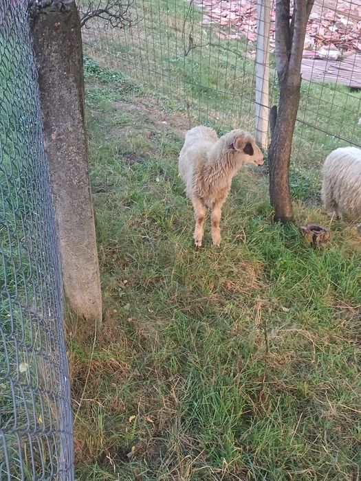 vând miei de ținut