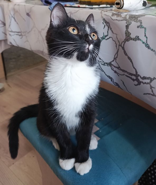 Котёнок девочка .