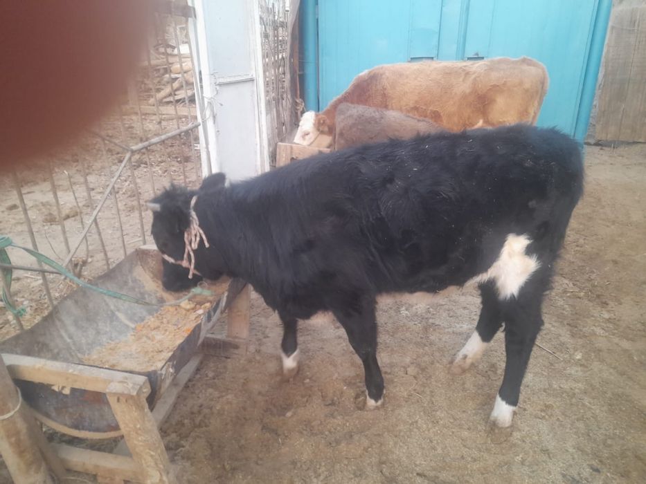 Семіз бағулы тұрған баспақ