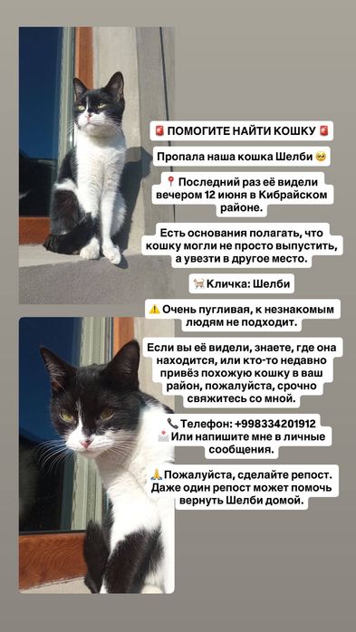 ПРОПАЛА Кошка!!!