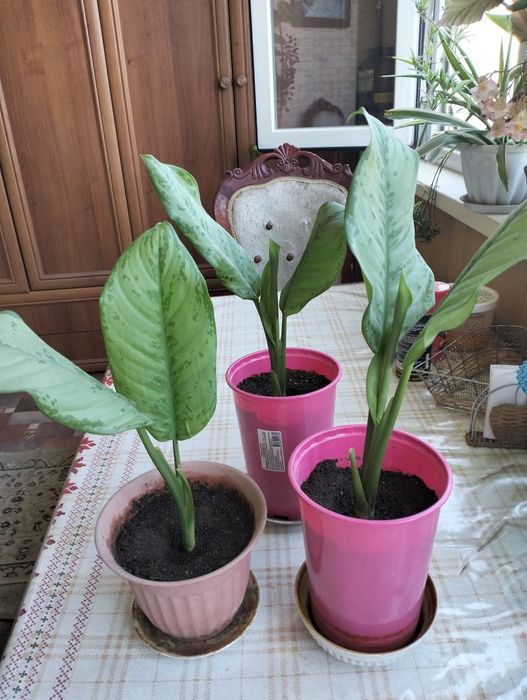 Цветочки для Вас