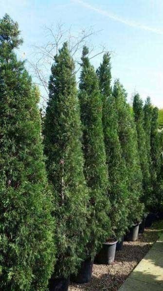 Озеленяване на хотели,ресторанти,частни вили,бензиностанции и д-р.Косене на трева.Ниски цено