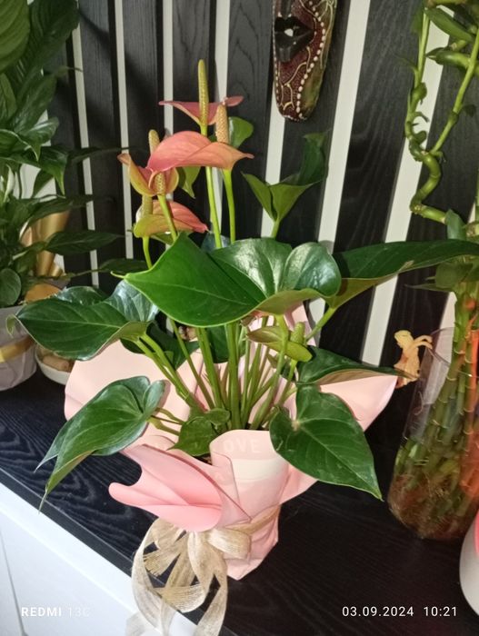 Антуриум в подарочной упаковке