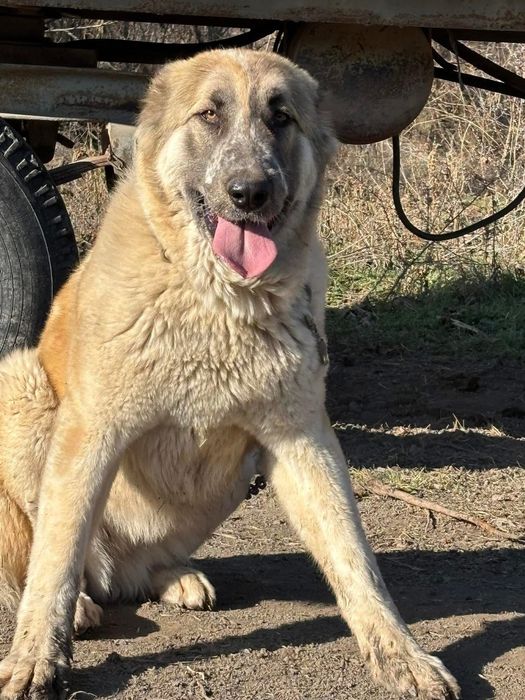 Продава се Женски Вълкодав