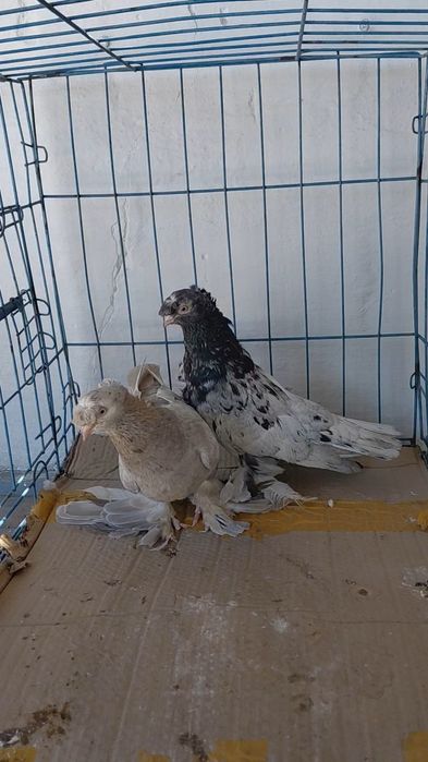 Голуби игровых кровей