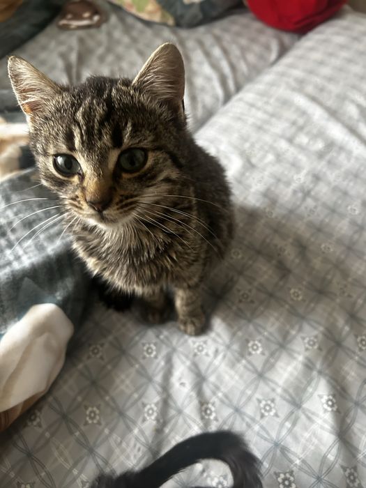 Donez pisica iubitoare