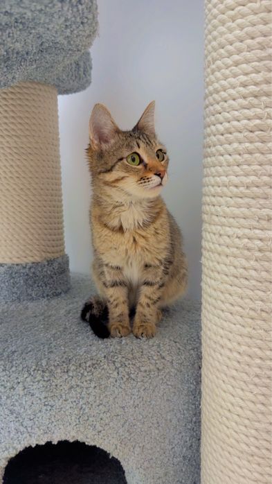 Котенок в добрые руки