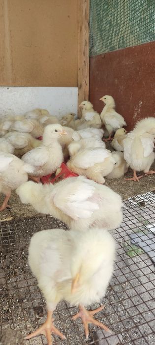Продам бройлеров цыплят подросших