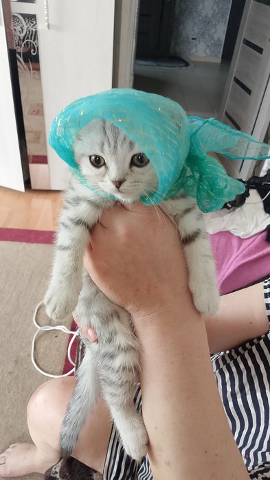 Продам катят скотиш фолд