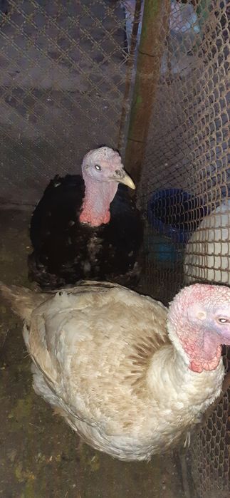 Vand curcani  crescuti bio