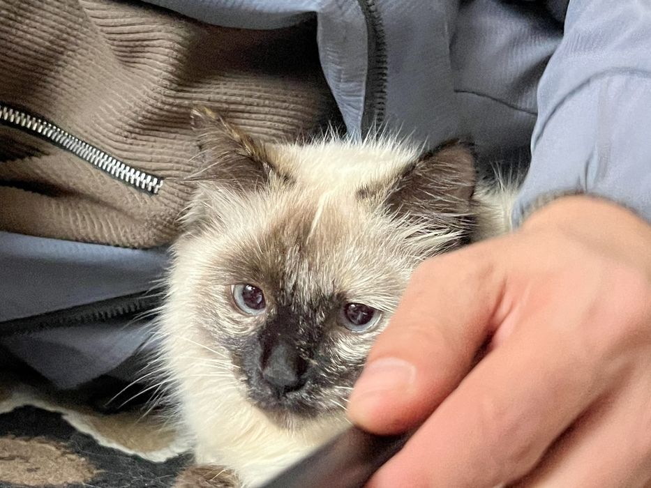 Birman mushugi 150¥