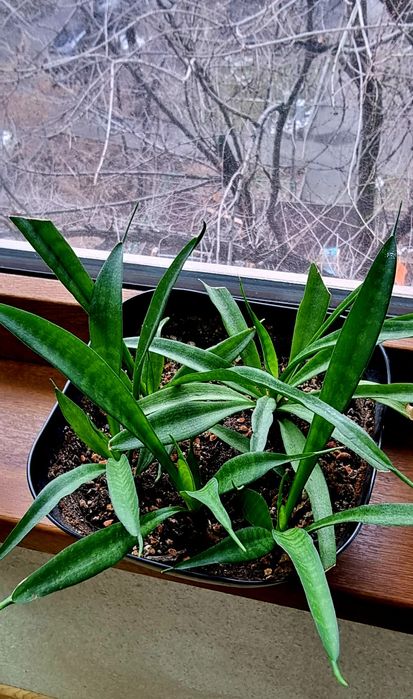 Комнатные растения от 1000