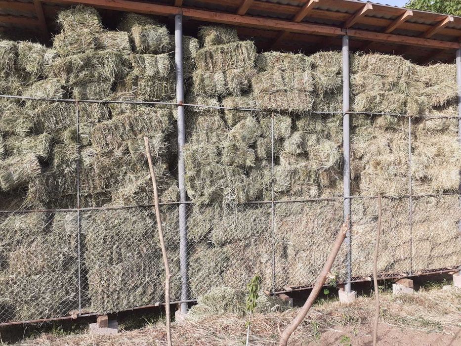 Baloti lucerna si baloti fan