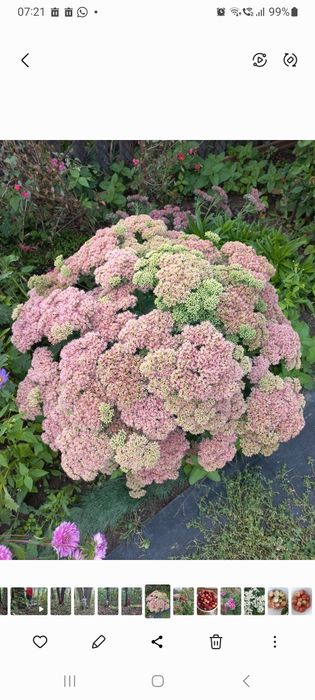 Цветок Очиток видный