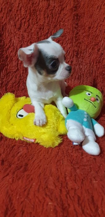 Щенок чихуахуа мальчик