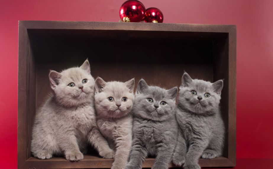 Предлагаются Вислоушечки и Прямоушечки