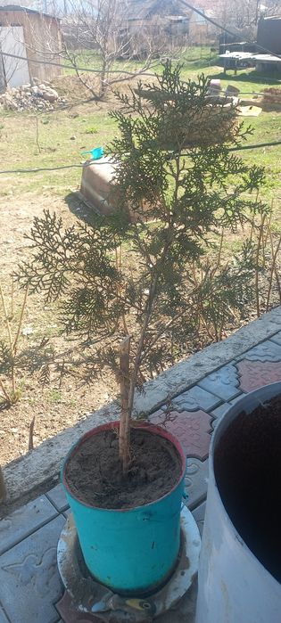 Продам дерево туи