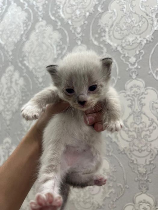 Отдам котят по 2500тг!