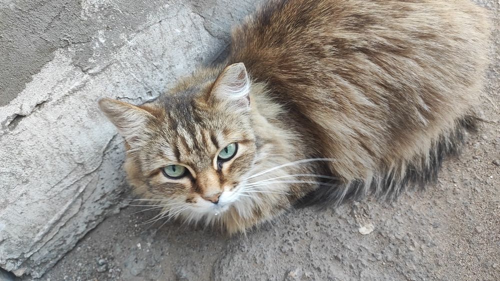 Кошечка на передержку