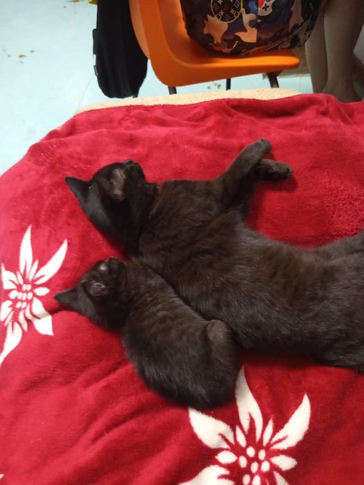 Отдается кошечка