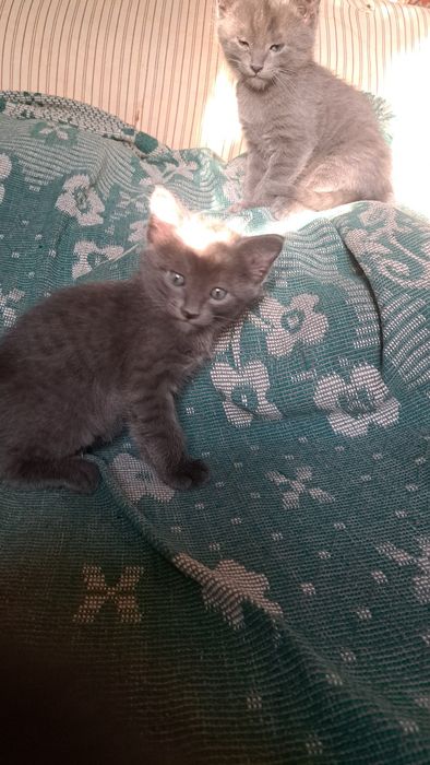 Отдам котят в добрые,любящие руки!